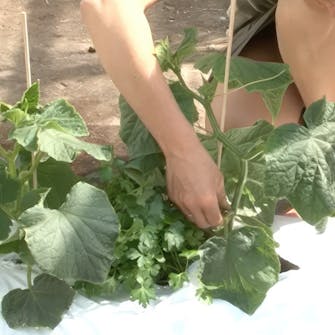 opbinding af agurker opbinding af agurker